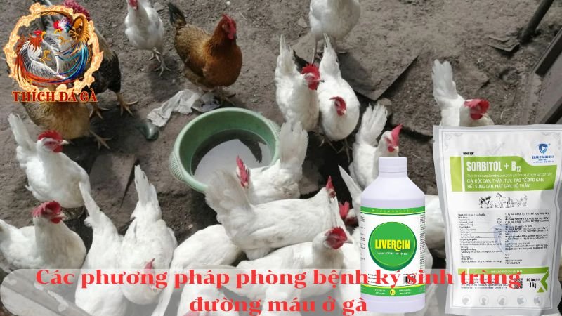 Bệnh ký sinh trùng đường máu ở gà và các phương pháp điều trị hiệu quả