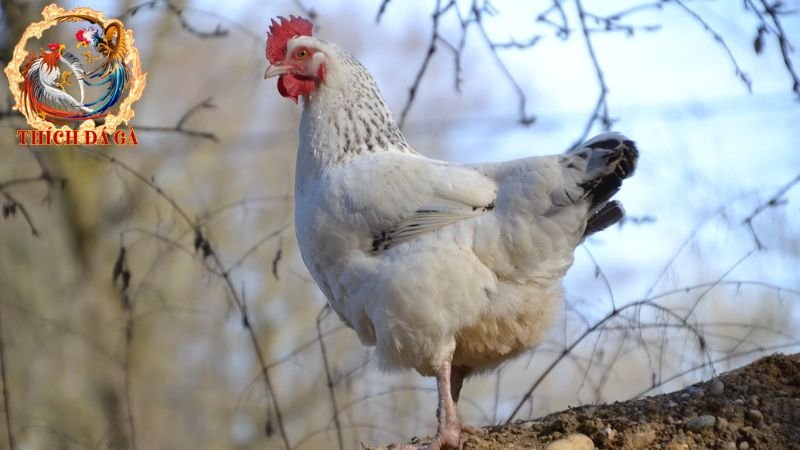 Bí quyết chăm sóc và nuôi gà Hubbard