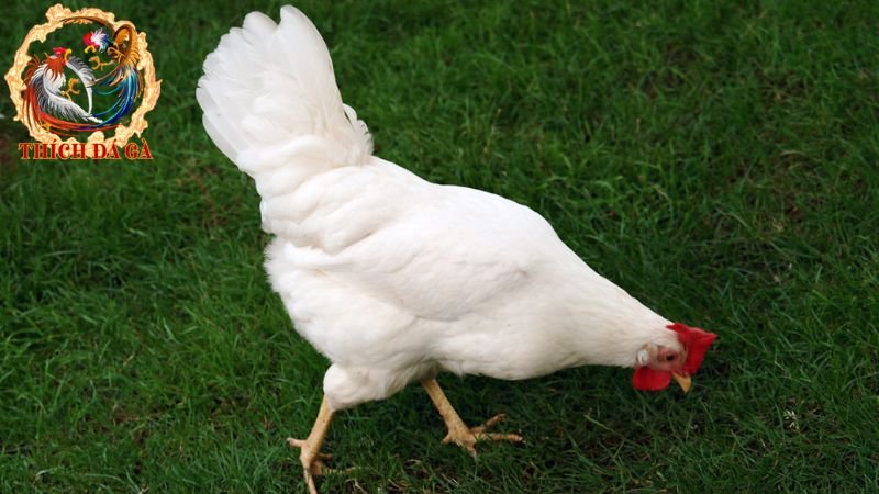 ga leghorn 1