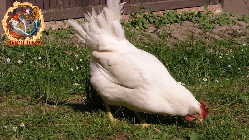 ga leghorn 4