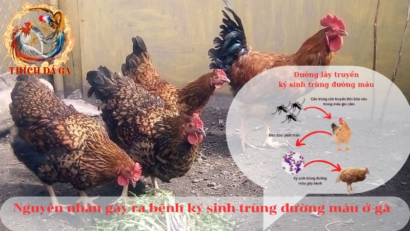 Bệnh ký sinh trùng đường máu ở gà và các phương pháp điều trị hiệu quả