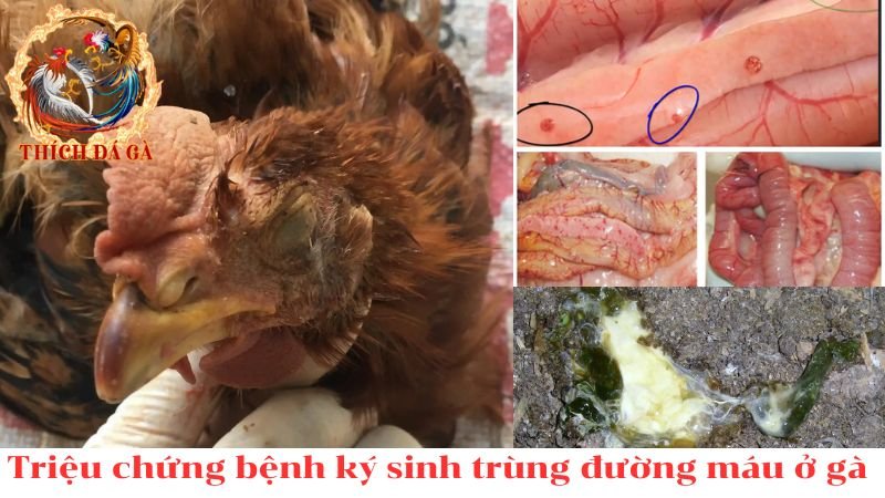 Bệnh ký sinh trùng đường máu ở gà và các phương pháp điều trị hiệu quả