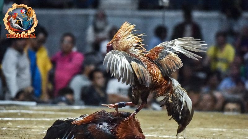 Kinh nghiệm chơi đá gà Thomo Campuchia