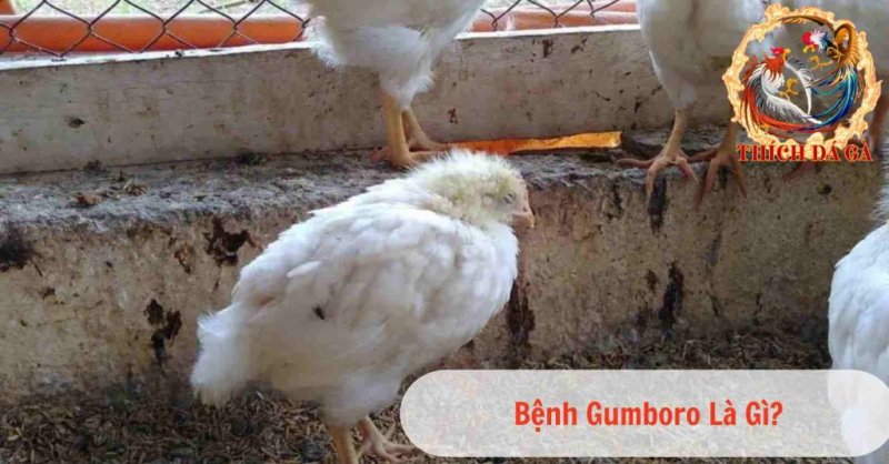 Tìm hiểu về bệnh Gumboro ở gà và cách phòng tránh hiệu quả