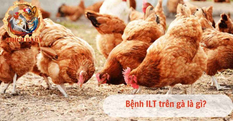 Nhận biết bệnh ILT trên gà và cách điều trị bệnh