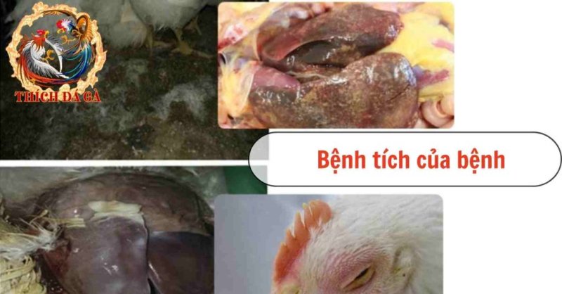 Tìm hiểu về bệnh Ecoli trên gà nguyên nhân dấu hiệu nhận biết và cách điều trị