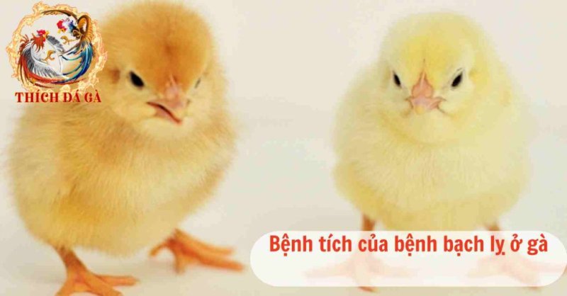 Bệnh bạch lỵ ở gà cách nhận biết và khắc phục