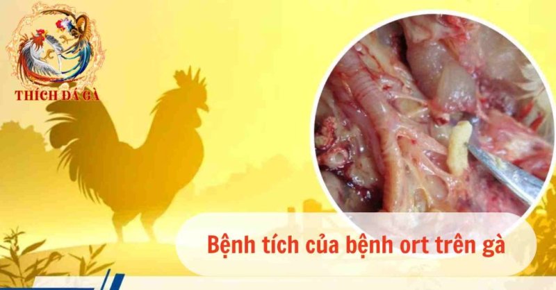 Bệnh ort trên gà - triệu chứng nguyên nhân và cách điều trị hiệu quả