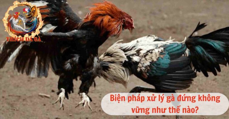 Gà đứng không vững là bệnh gì ? phương pháp điều trị hiệu quả