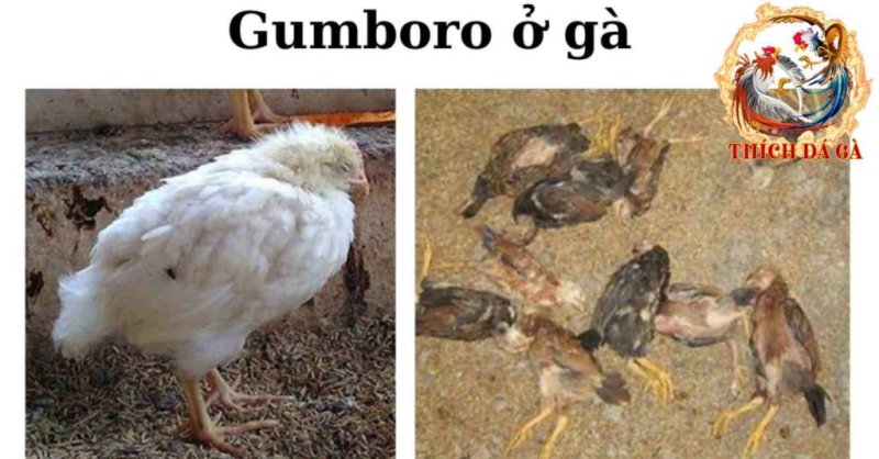 Tìm hiểu về bệnh Gumboro ở gà và cách phòng tránh hiệu quả