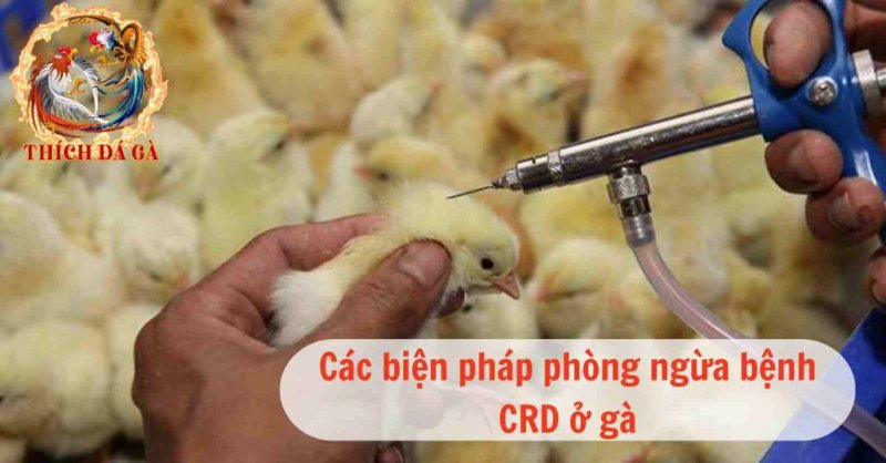 Bệnh crd ở gà nguyên nhân và phương pháp điều trị