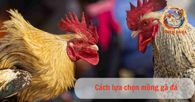 Hướng dẫn chọn mồng gà đá phù hợp với đặc điểm của từng giống gà