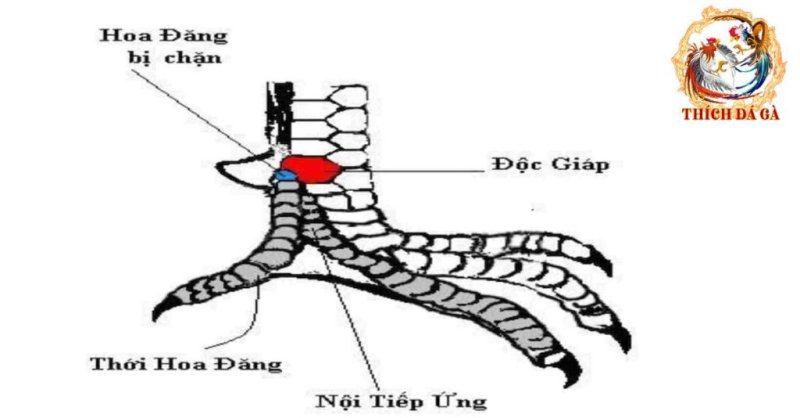 Vảy đại giáp là gì ? cách nhận biết và chăm sóc