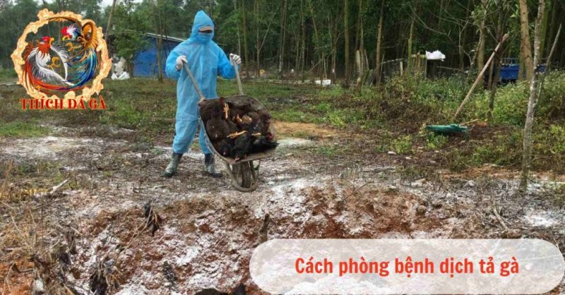 Những điều cần biết về bệnh dịch tả gà