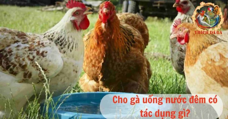 Việc cho gà uống nước đêm có thực sự quan trọng hay không?