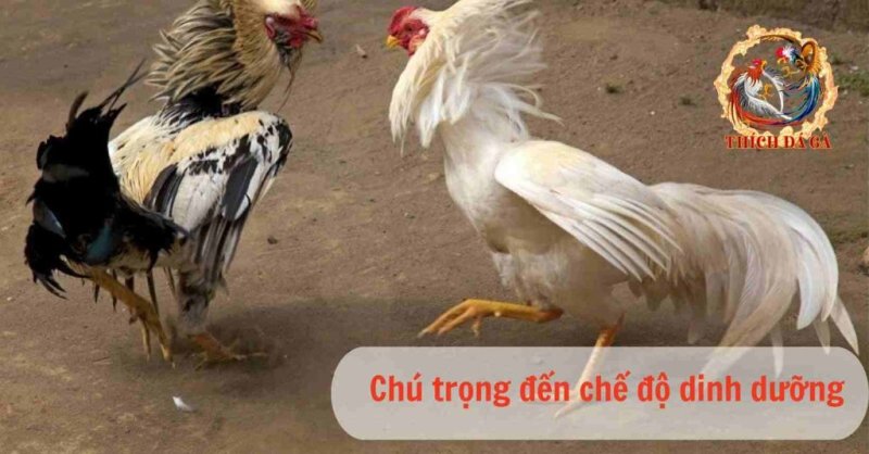 Bật mí cách nuôi gà đá chân mạnh hiệu quả