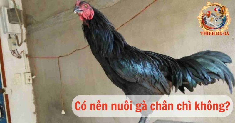 Gà chân chì có những đặc điểm gì khiến nhiều sư kê phải săn lùng