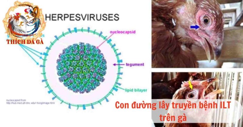 Nhận biết bệnh ILT trên gà và cách điều trị bệnh