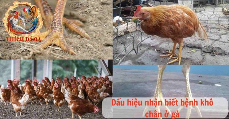 Bệnh khô chân ở gà nguyên nhân và cách nhận biết bệnh