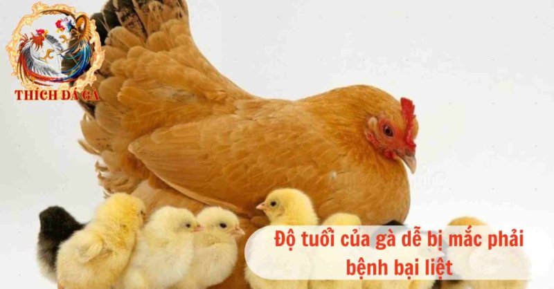 Bệnh bại liệt ở gà và cách điều trị hiệu quả