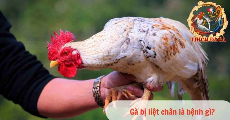 Gà bị liệt chân là bệnh gì? Do đâu và cách chữa trị hiệu quả