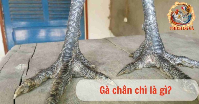 Gà chân chì có những đặc điểm gì khiến nhiều sư kê phải săn lùng