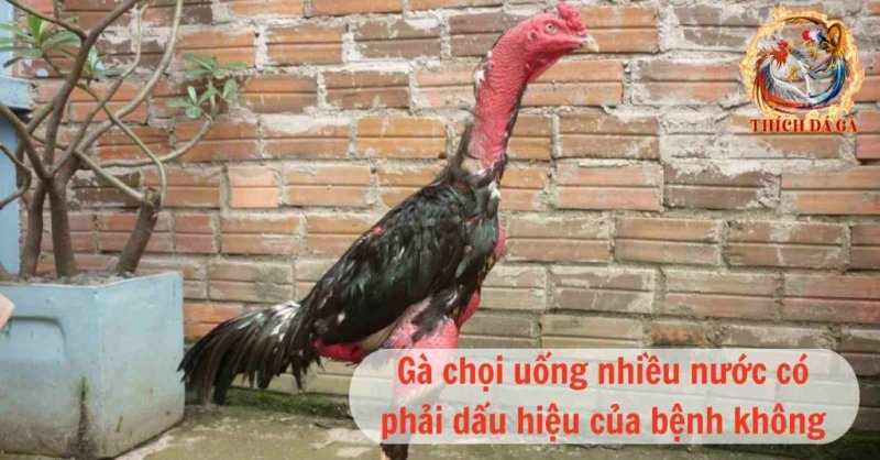 Tìm hiểu nguyên nhân gà chọi uống nhiều nước là bệnh gì