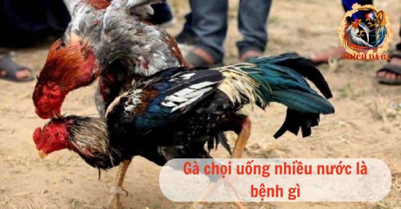 Tìm hiểu nguyên nhân gà chọi uống nhiều nước là bệnh gì