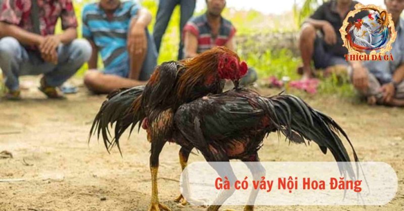 9 cách xem vảy gà linh chuẩn không cần chỉnh cho các sư kê