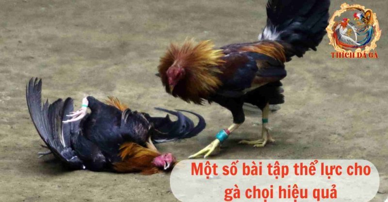 Tập thể lực cho gà chọi và những lưu ý người nuôi cần biết