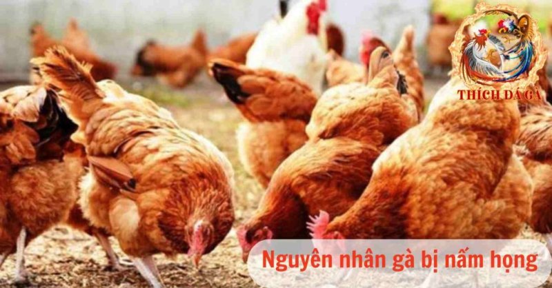 Lý do gà bị nấm họng và cách chữa trị