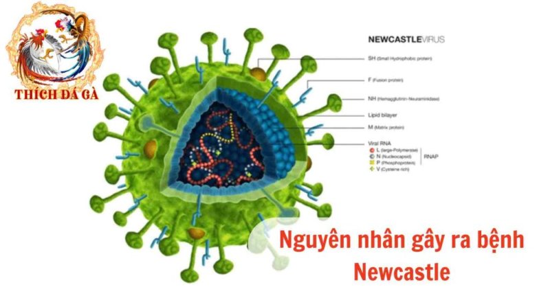 Bệnh Newcastle ở gà – biểu hiện bệnh tích và các phương pháp chữa trị