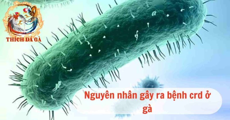 Bệnh crd ở gà nguyên nhân và phương pháp điều trị