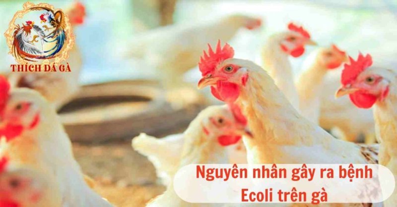 Tìm hiểu về bệnh Ecoli trên gà nguyên nhân dấu hiệu nhận biết và cách điều trị