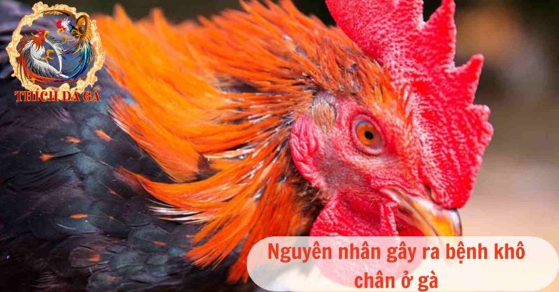 Bệnh khô chân ở gà nguyên nhân và cách nhận biết bệnh