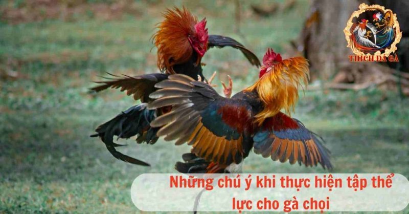 Tập thể lực cho gà chọi và những lưu ý người nuôi cần biết