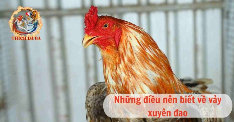 Vảy xuyên đao và những điều cần biết