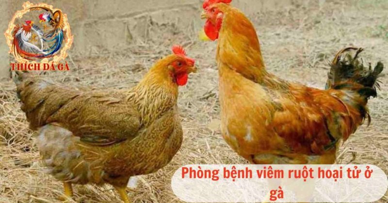 Một số sơ lược về bệnh viêm ruột hoại tử ở gà