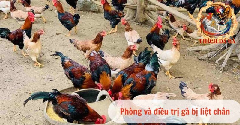 Gà bị liệt chân là bệnh gì? Do đâu và cách chữa trị hiệu quả