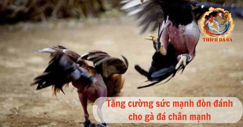 Bật mí cách nuôi gà đá chân mạnh hiệu quả