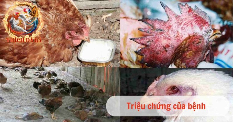 Bệnh cúm ở gà là gì và phương pháp điều trị bệnh hiệu quả nhất