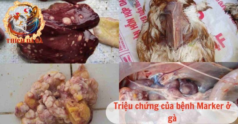 Cơ chế gây ra bệnh marek ở gà và phương pháp điều trị