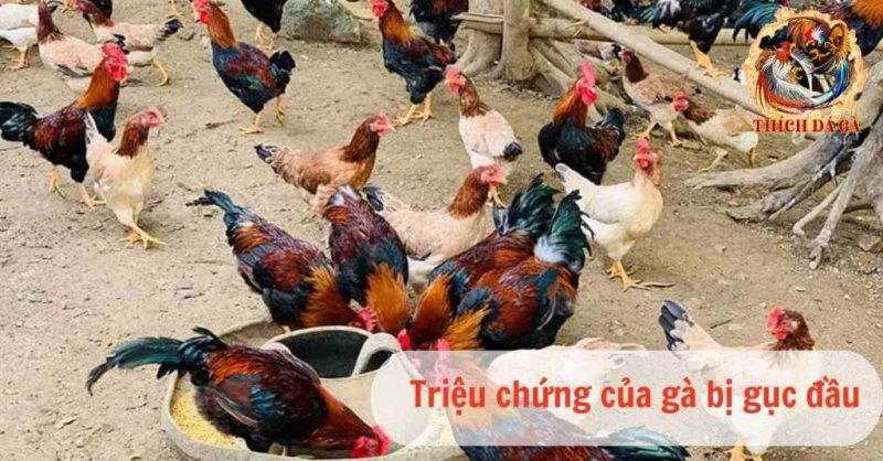 Gà bị gục đầu là bệnh gì và nên xử lý như thế nào ?