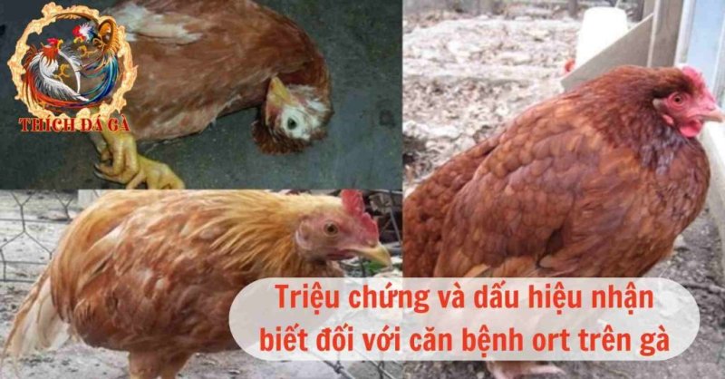 Bệnh ort trên gà - triệu chứng nguyên nhân và cách điều trị hiệu quả