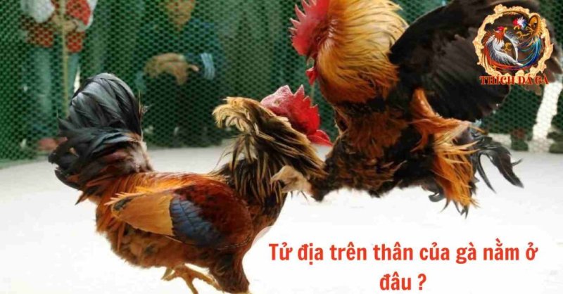 Gà đá đòn độc tổng hợp những thế đá hay nhất