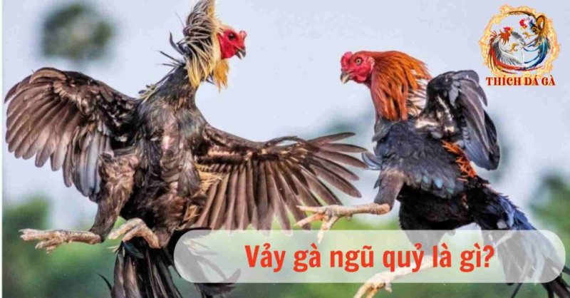 Vảy gà ngũ quỷ có những đặc điểm gì?