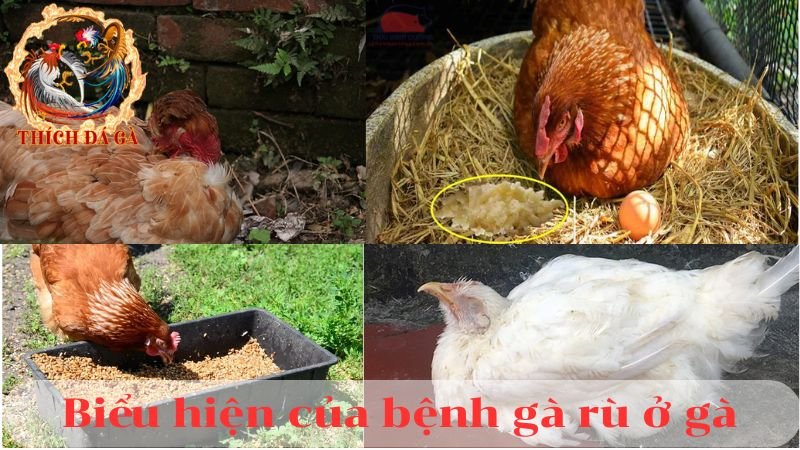 Nhận biết và điều trị bệnh gà rù ở gà 