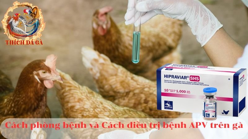 Cách xử lý bệnh APV trên gà