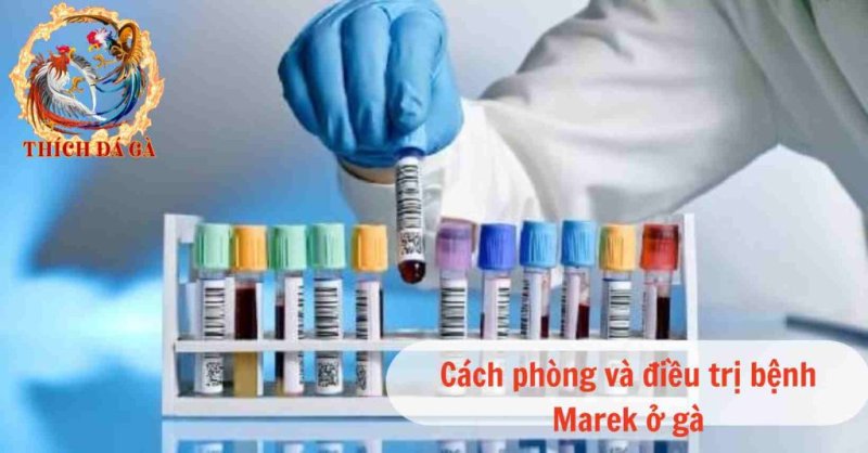 Cơ chế gây ra bệnh marek ở gà và phương pháp điều trị