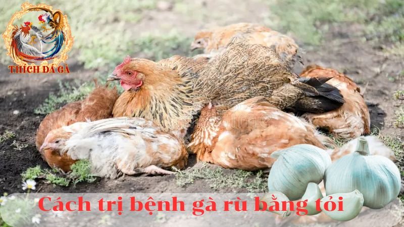 Nhận biết và điều trị bệnh gà rù ở gà 